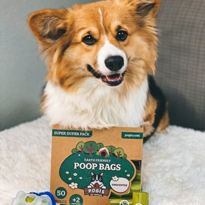 Corgi posing with a Pogi's poop bags refill box