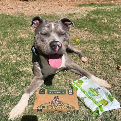Staffy smiling on the grass