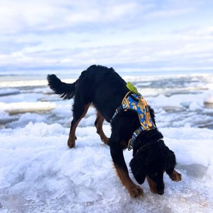Dog playing in the snow