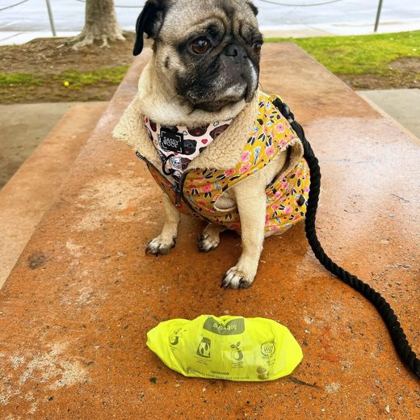 French bulldog on a walk