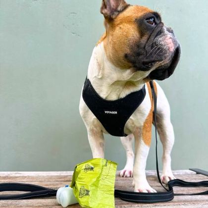 French bulldog in a harness