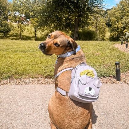 Pup in a carrier backpack