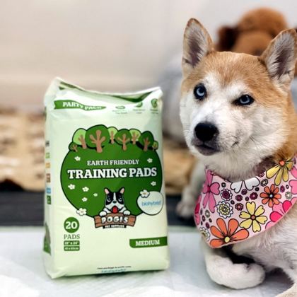 Shiba inu with a pack of Pogi's training pads