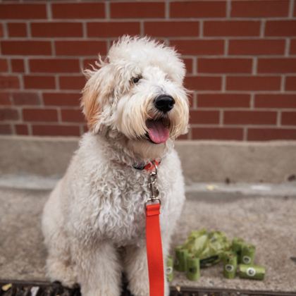 Doodle on a leash with Pogi's bag rolls on the curb