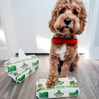 Cavapoo puppy standing on a Pogi's poop bags box