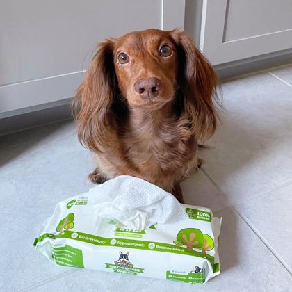 Dachshund waiting beside a pack of Pogi's grooming wipes