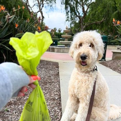 Two doodles out for a walk