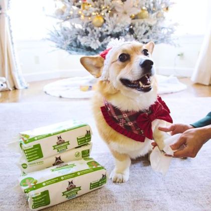 Corgi in a holiday outfit