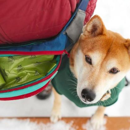 Shiba inu in a harness