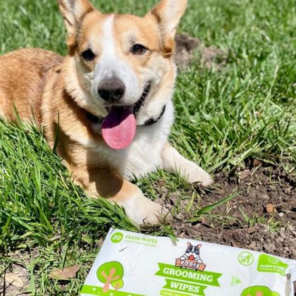 Corgi on the grass