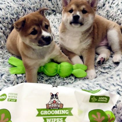Two shiba puppies with Pogi's grooming wipes